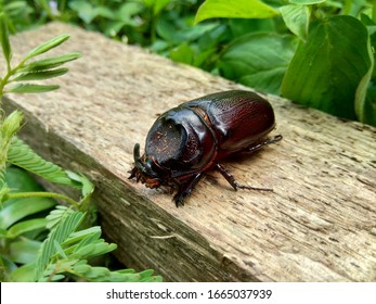 Asiatic rhinoceros beetle (coconut rhinoceros beetle or coconut palm rhinoceros beetle) with natural background. This animal is a species of rhinoceros beetle of the family Scarabaeidae.