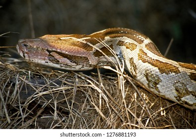 Asiatic Rock Python In Vivarium