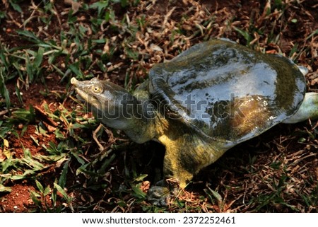Asiatic softshell turtle or common softshell turtle, a type of soft-backed turtle. The dorsal shield consists of cartilage and the carapace is covered by thick, slippery skin.
