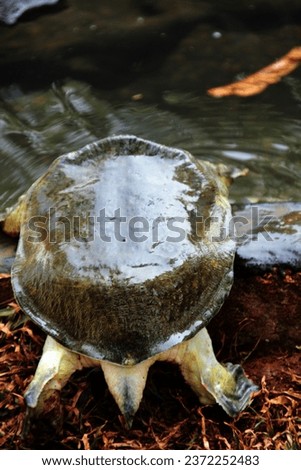 Asiatic softshell turtle or common softshell turtle, a type of soft-backed turtle. The dorsal shield consists of cartilage and the carapace is covered by thick, slippery skin.