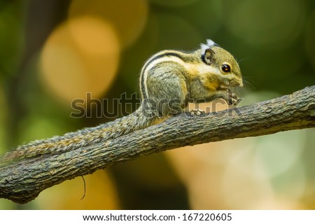 Asiatic striped squirrel, Striped squirrel ( Tamiops) in forest of Thailand