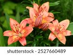 Asiatic tangerine striped lilies lily lilium flowers and buds in bloom. Extremely long lasting vibrant orange coloured lilies with inside bright yellow star and streaks. Painterly editing.