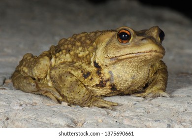 Asiatic Toad (Bufo Gargarizans) In The Northern Hills Of Beijing Province, China, Asia