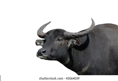 Asiatic Water Buffalo Isolated On White Background With Clipping Path