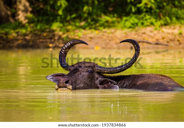 Asiatic water\
buffalo resting in the cool\
water