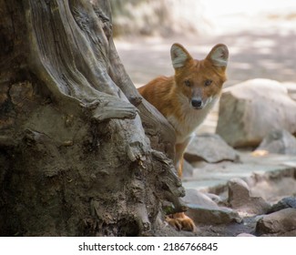 Asiatic Wild Dog, Dhole, Asian Wild Dog, Indian Wild Dog, Whistling, Red Dog And Mountain Wolf. Portrait