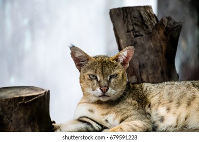 The Asiatic Wildcat Is A Wildcat Subspecies That Occurs From The Caspian North To Kazakhstan, Western India, China And Southern Mongolia. Also Known As The Asian Steppe Wildcat And Indian Desert Cat. 