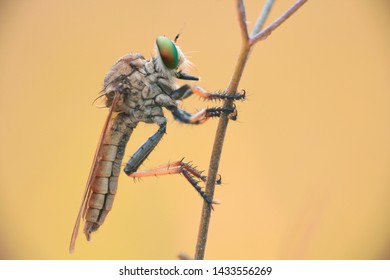 Insect-eating Fly Images, Stock Photos & Vectors | Shutterstock