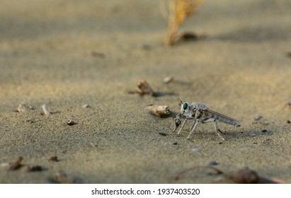 Asilidae , Kyzyl - Kum Desert.