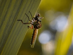 The Asilidae Are The Robber Fly Family, Also Called Assassin Flies. They Are Powerfully Built, Bristly Flies With A Short, Stout Proboscis Enclosing The Sharp, Sucking Hypopharynx.