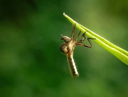 The Asilidae Are The Robber Fly Family, Also Called Assassin Flies. They Are Powerfully Built, Bristly Flies With A Short, Stout Proboscis Enclosing The Sharp, Sucking Hypopharynx.