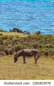 Asinara Italy Sardinia