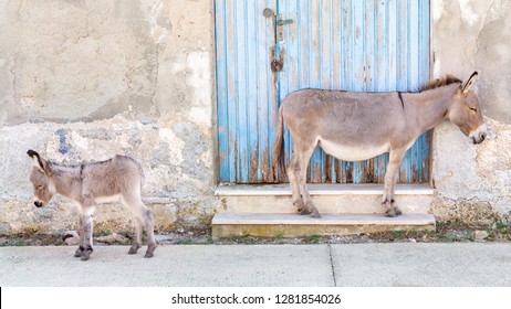 Asinara Italy Sardinia