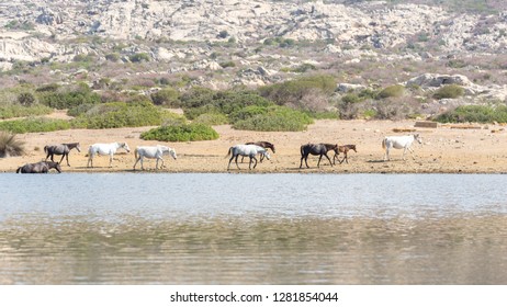 Asinara Italy Sardinia