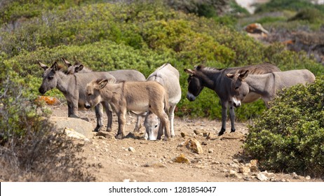 Asinara Italy Sardinia