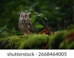 Asio otus, Long-eared Owl sitting in green vegetation in the fallen larch forest during dark day. Wildlife scene from the nature habitat. Face portrait with orange eyes, ,Europe.