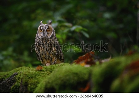 Asio otus, Long-eared Owl sitting in green vegetation in the fallen larch forest during dark day. Wildlife scene from the nature habitat. Face portrait with orange eyes, ,Europe.