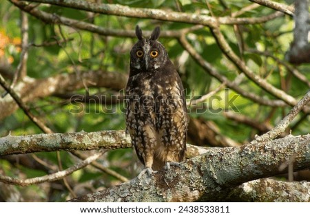 Asio stygius - Stygian Owl - big owl with big yellow eyes in the forest