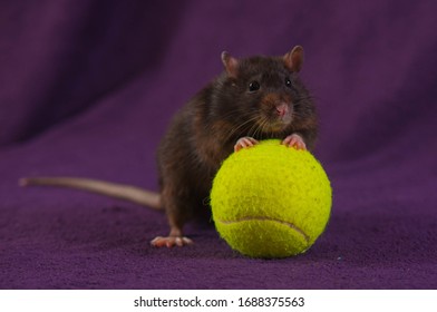 Aska The Rat And Ball