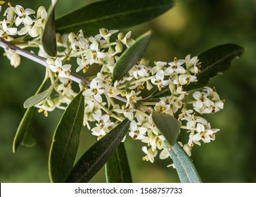 オリーブの花 の画像 写真素材 ベクター画像 Shutterstock