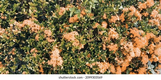 Asoka Hawaiian Flowers Originating From India And Commonly Planted In This Garden Have The Property Of Dealing With Irregular Menstruation, Calf Cramps And Treating Bruises.