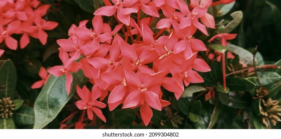 Asoka Hawaiian Flowers Originating From India And Commonly Planted In This Garden Have The Property Of Dealing With Irregular Menstruation, Calf Cramps And Treating Bruises.