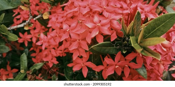 Asoka Hawaiian Flowers Originating From India And Commonly Planted In This Garden Have The Property Of Dealing With Irregular Menstruation, Calf Cramps And Treating Bruises.