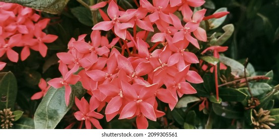 Asoka Hawaiian Flowers Originating From India And Commonly Planted In This Garden Have The Property Of Dealing With Irregular Menstruation, Calf Cramps And Treating Bruises.