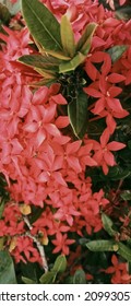 Asoka Hawaiian Flowers Originating From India And Commonly Planted In This Garden Have The Property Of Dealing With Irregular Menstruation, Calf Cramps And Treating Bruises.