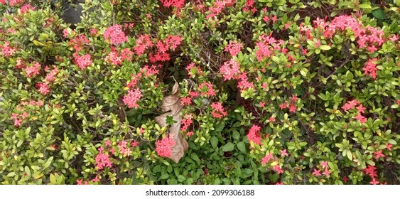 Asoka Hawaiian Flowers Originating From India And Commonly Planted In This Garden Have The Property Of Dealing With Irregular Menstruation, Calf Cramps And Treating Bruises.