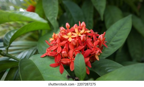 Asoka Red Flower Thriving In The Yard