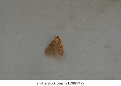 Asota Caricae, The Tropical Tiger Moth, Is A Species Of Noctuoid Moth In The Family Erebidae. Arthropoda Lepidoptera . India.Noctuoidea