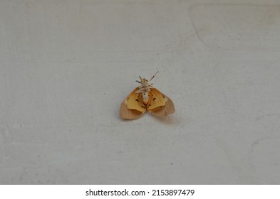 Asota Caricae, The Tropical Tiger Moth, Is A Species Of Noctuoid Moth In The Family Erebidae. Arthropoda Lepidoptera . India.Noctuoidea