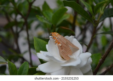 Asota Caricae, The Tropical Tiger Moth, Is A Species Of Noctuoid Moth In The Family Erebidae. Arthropoda Lepidoptera . India.Noctuoidea. Sitting On A Gardenia Flower.