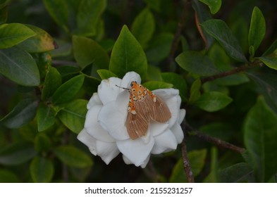 Asota Caricae, The Tropical Tiger Moth, Is A Species Of Noctuoid Moth In The Family Erebidae. Arthropoda Lepidoptera . India.Noctuoidea. Sitting On A Gardenia Flower.