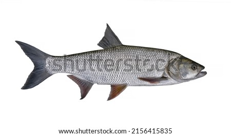 Asp fish isolated on white background. Aspius fishing