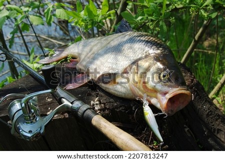 Asp fish lying on a tree stump next to a spinning rod and bait. 