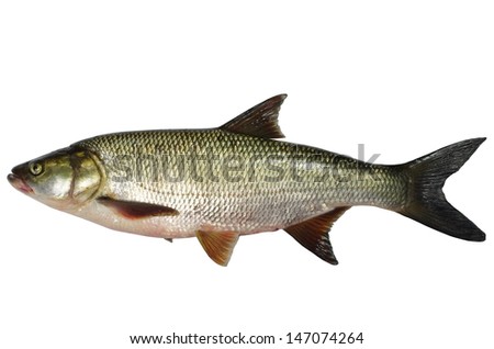 asp predatory freshwater fish on white background