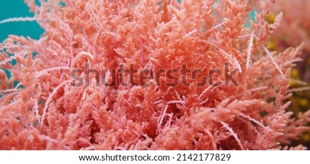 Asparagopsis armata, Harpoon weed red alga close-up,  underwater in the Atlantic ocean, Spain Imagine de stoc © 