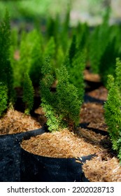 Asparagus Aethiopicus, Sprenger's Asparagus, Is A Plant Native To The Cape Provinces And The Northern Provinces Of South Africa