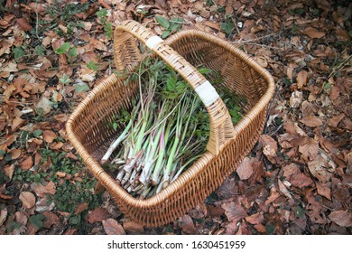 Asparagus in a basket. Wild asparagus freshly picked in the woods