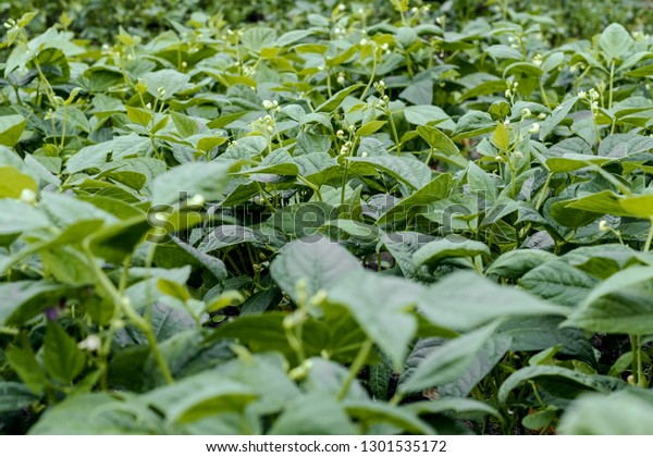 Asparagus Beans Grow Garden Black Eyed Stock Photo 1301535172 ...