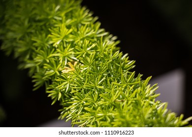 Asparagus Densiflorus Known Asparagus Fern Plume Stock Photo 1110916223 ...