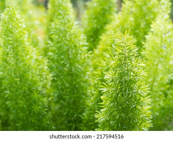 Asparagus Fern