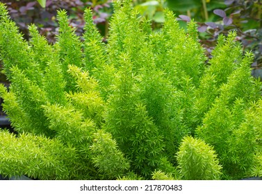 Asparagus Fern