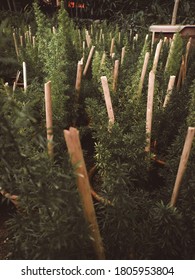 asparagus fern forest jungle garden - Shutterstock ID 1805953804