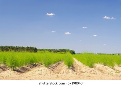 Asparagus Field
