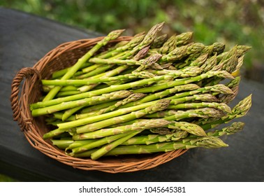 Asparagus. Fresh Asparagus. Green Asparagus in basket.