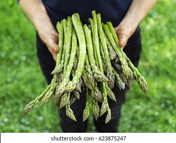 Asparagus. Fresh Asparagus. Green Asparagus. Asparagus in hands of a farmer