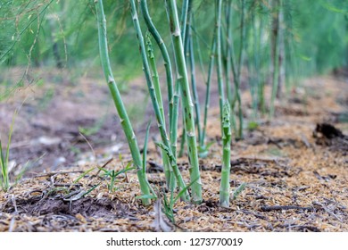 Asparagus In The Garden,is A Spring Vegtables.Background Is Blurred.